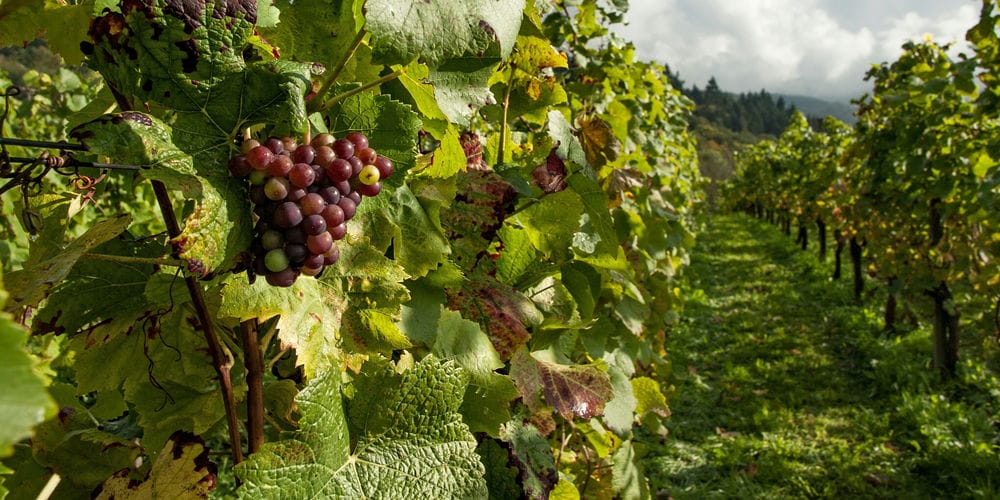 images/blog/images/Greek food guide/Vineyards-in-Greece/vineyards-in-greece-intro.jpg